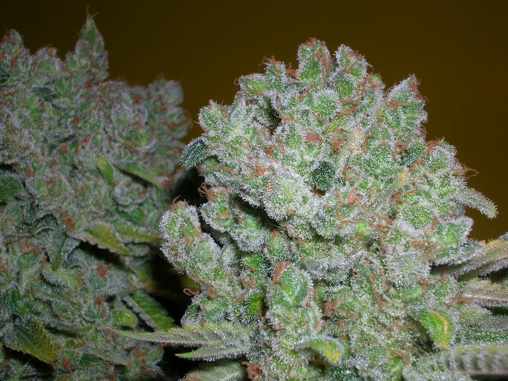 Ak47seriousseedsindoor10.JPG