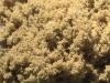 blonde_chem_dog_2